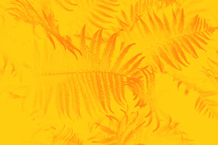 Orange toned fern leaves petals background. Vibrant yellow orange foliage. Tropical leaf. Exotic...
