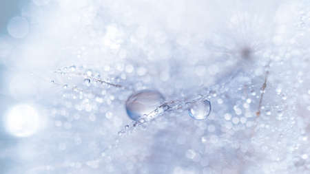Macro nature. Beautiful dew drops on dandelion seed macro. Beautiful soft background. Water drops on parachutes dandelion. Copy space. soft focus on water droplets. circular shape, abstract backgroundの写真素材