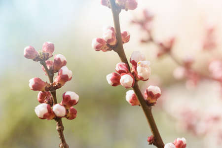 Beautiful apricot flowers landscape. Floral spring abstract background of nature. Branches of blossoming tree with soft focus. Easter and spring greeting cards. Springtimeの写真素材