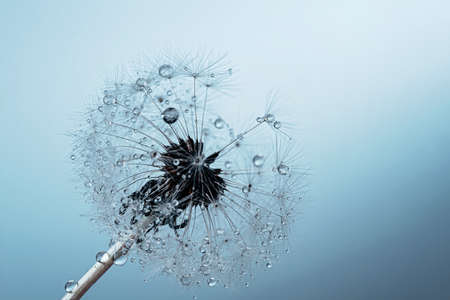Macro nature. dandelion at sky background. Freedom to Wish. Dandelion silhouette fluffy flower. Seed...