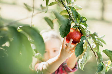 Girl with Apple in the Apple Orchard. Beautiful Girl with Organic Apple in the Orchard. Harvest Concept. Garden, Toddler eating fruits at fall harvest.の写真素材
