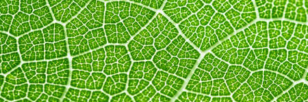 Extreme close up texture of leaf veins. backlight fresh green Leaf. morning sunlight with copy space...