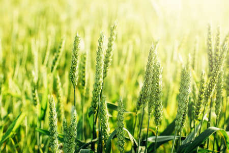 Macro close up of fresh young ears of young green wheat in spring summer field. Free space for text....