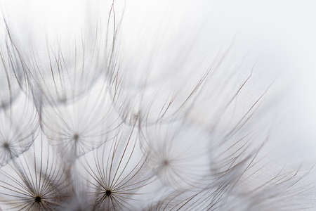 Macro dandelion black and white. Freedom to Wish. Dandelion silhouette fluffy flower on sunset sky....