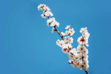 Spring background with blooming white cherry flowers. Floral abstract background of nature. Branches...