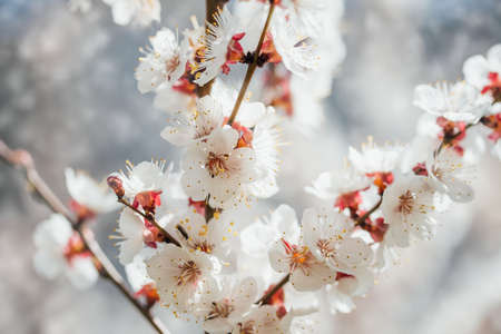Beautiful apricot flowers landscape. Floral spring abstract background of nature. Branches of blossoming tree with soft focus. Easter and spring greeting cards. Springtimeの写真素材