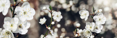 Spring background with white blossoms and sunbeamson blue sky background. Branches of blossoming...