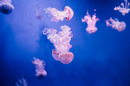 Jellyfish underwater. Australian spotted jellyfish floating in deep blue water. Underwater life in ocean jellyfish. Beautiful jellyfish, medusa in neon red light.の写真素材