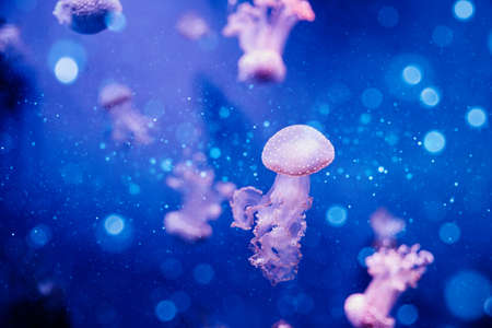Jellyfish underwater. Australian spotted jellyfish floating in deep blue water. Underwater life in...
