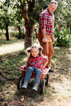grandfather with granddaughter harvesting fresh red apple on huge garden. Harvest Concept. Child eating fruits at fall. Grandparents and grandchildren leisure time concept.の写真素材