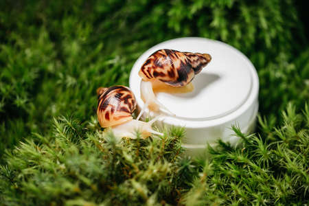 Close up of Achatina Snails on jar with skin cream with mucin on green moss. Snail slime. Beauty...
