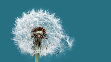 Macro dandelion at blue background. Freedom to Wish. Seed macro closeup. Goodbye Summer. Hope and...