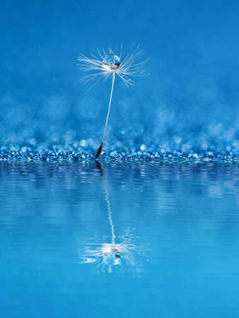 Beautiful dew drops on dandelion seed macro. Beautiful soft blue background. Water drops on parachutes dandelion. soft focus on water droplets. abstract background. Macro nature. Verticalの写真素材