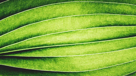 Extreme close up texture of leaf veins. backlight fresh green Leaf. morning sunlight with copy space as background natural green plants landscape, ecology, fresh wallpaper concept. macroの写真素材
