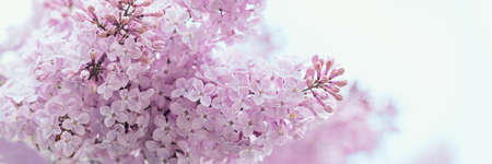 Beautiful lilac flowers background. Spring blossom. Purple lilac flower on bush. Bouquet of purple...