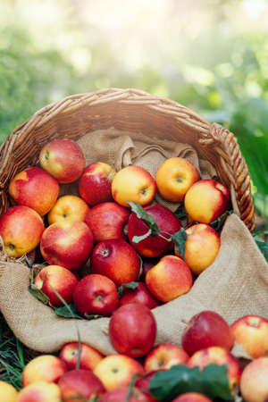 Apple harvest time. Ripe red apples in basket and in dark wooden crate on green grass. Apple...