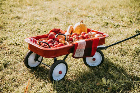 Autumn harvest organic pumpkins and apples. on pumpkin patch on cold autumn day, with lot of pumpkins for halloween or thanksgiving and red wagon on pumpkin field.の写真素材