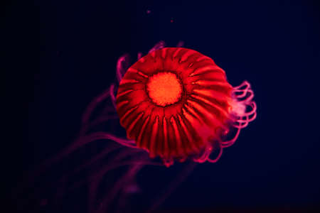Glowing neon red Jellyfish underwater ocean. Japanese sea nettle floating in deep water. Underwater life in ocean jellyfish. Beautiful jellyfish, medusa in neon red light.の写真素材