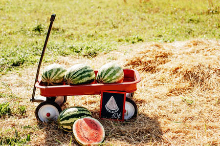 Ripe watermelons on field in red wagon, harvesting. Cut red watermelon. Summer mood