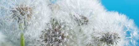 Macro nature. dandelion at sky background. Freedom to Wish. Dandelion silhouette fluffy flower. Seed macro closeup. Soft focus. Goodbye Summer. Hope and dreaming concept. Fragility. Springtime.の写真素材