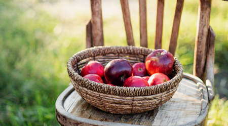Apple harvest. Ripe red apples in the basket on dark wooden chair on green grass. Apple pickingの写真素材