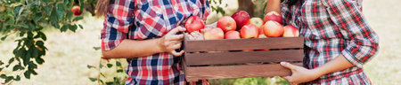 Two teenage girls picking ripe organic apples on farm at fall day. Sisters with fruit in basket. Harvest Concept in country. Garden, teenager eating fruits at fall harvest.の写真素材