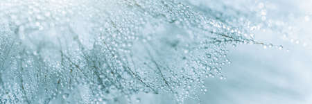 Macro nature. Beautiful dew drops on dandelion seed macro. Beautiful soft background. Water drops on...