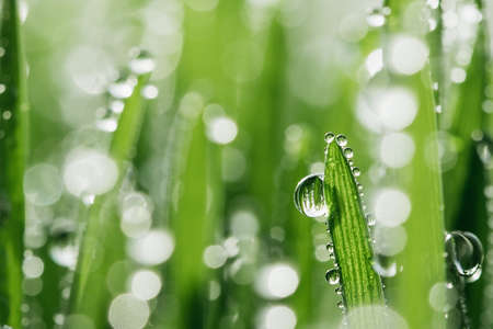 macro wet spring green grass background with dew. natural beautiful water drop on leaf in sunlight,...