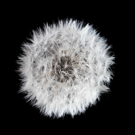 dandelion at black background. Freedom to Wish. Dandelion silhouette fluffy flower. Seed macro...