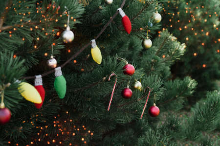 Decorated Christmas tree in pine park. Merry Christmas. New year card. Holiday Background.の写真素材