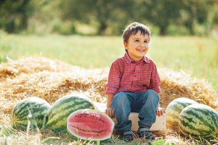 boy eating watermelon. happy child in field at sunset. Ripe watermelons on field in red wagon, harvesting.の写真素材