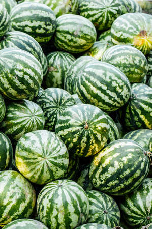 Ripe watermelons backround, harvesting. Summer mood kherson watermelonsの写真素材