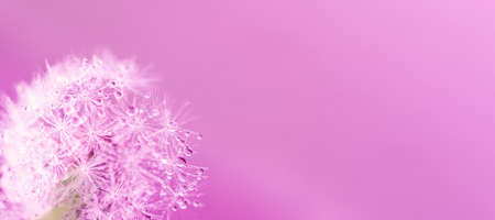 dandelion at pink background. Freedom to Wish. Seed macro closeup. Goodbye Summer. Hope and dreaming concept. Fragility. Springtime. soft focus on water droplets. Macro nature. Beautiful dew dropsの写真素材