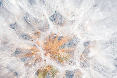 dandelion at blue background. Freedom to Wish. Seed macro closeup. Goodbye Summer. Hope and dreaming...
