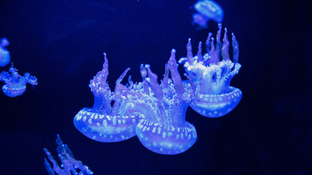 Jellyfish underwater. Spotted lagoon jellyfish mastigias papua floating in deep blue water. Underwater life in ocean jellyfish.の写真素材