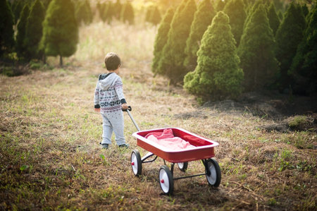 little boy with red wagon in pine wood. The child chooses a Christmas tree