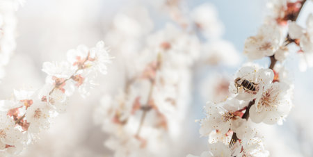 Branches of blossoming cherry and bee macro with soft focus. Beautiful cherry landscape. Floral spring abstract background of nature. Easter and spring greeting cards. Springtimeの写真素材