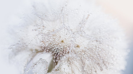 Macro nature. Beautiful dew drops on dandelion seed macro. Beautiful soft background. Water drops on parachutes dandelion. Copy space. soft focus on water droplets. circular shape, abstract backgroundの写真素材