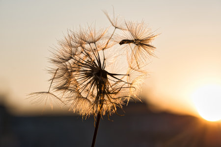 dandelion at sunset . Freedom to Wish. Dandelion silhouette fluffy flower on sunset sky. Seed macro closeup. Soft focus. Goodbye Summer. Hope and dreaming concept. Fragility. Springtime.の写真素材