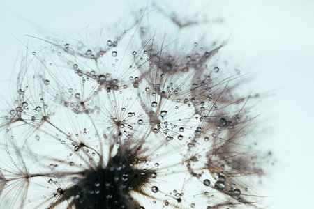 Macro nature. Beautiful dew drops on dandelion seed macro. Beautiful soft sunset background. Water drops on parachutes dandelion. Copy space. soft focus on water droplets. abstract backgroundの写真素材