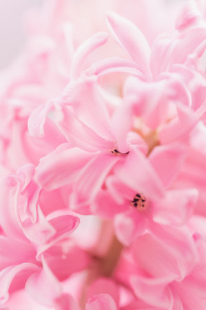 Macro closeup view of Hyacinth Pink Spring flowers on light pink background. perfume of blooming hyacinths symbol of early spring. Texture. concept of holiday, celebration, women day. Mother dayの写真素材