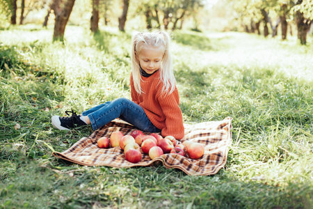 Child picking apples on farm in autumn. Little girl playing in tree orchard. Healthy nutrition. Cute little girl eating red delicious fruit. Harvest Concept. Apple picking.の写真素材