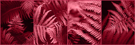 collage of Trendy color of 2023 viva magenta. Magenta toned fern leaves petals background. Tropical leaf. Exotic forest plant. Botany concept. Ferns jungles close upの写真素材