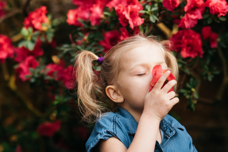 Child planting spring flowers. Little girl gardener plants azalea. Girl holding azalea bush in flower pot. Child taking care of plants. Toddler with flower basket. girl holding pink flowersの写真素材