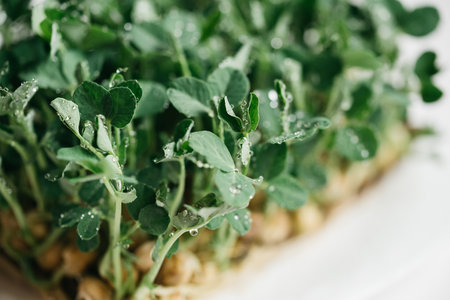 microgreen Foliage Background. Closeup of 8 days old sunflower sprouts. Seed Germination at home....