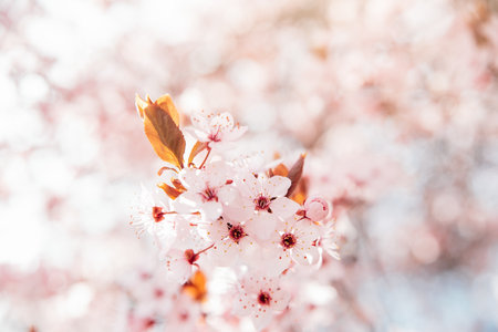 Spring background with white blossoms and sunbeamson Branches of blossoming almond macro with soft focus background. Easter and spring greeting cards. Springtimeの写真素材
