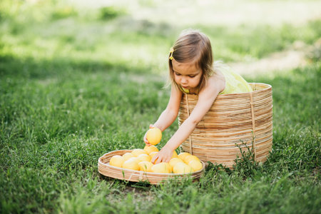 Little child girl with lemons at lemonade stand in park. Portrait of funny baby in basket with fruits. vitamins and healthy food. Useful citrus fruits as prevention of viral and respiratory diseases.の写真素材