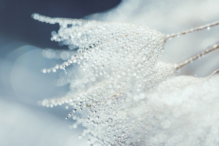 Macro nature. Beautiful dew drops on dandelion seed macro. Beautiful soft background. Water drops on...