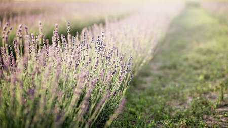 Lavender flowers in lavender field. summer purple lavender field. soft focus the field for background.の写真素材