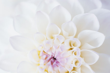 flowers dahlia festive background, pastel and soft bouquet floral card, top view wallpaper background. Macro of White Dahlia Flowers for Texture Background.の写真素材